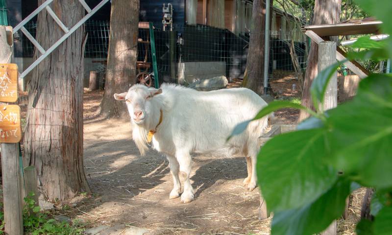 ヘルマさんの小屋