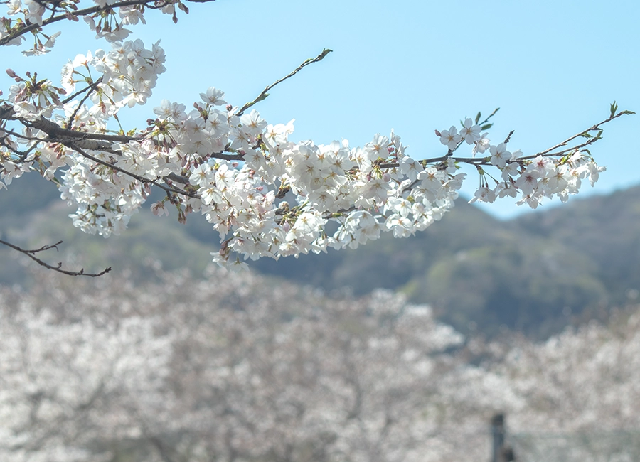 COMORIVERのフォトギャラリー